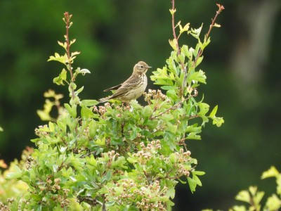 DSCN1799.JPG (2.07 MiB) Viewed 1810 times DSCN1799.JPG