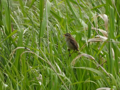 DSCN1774.JPG (2.12 MiB) Viewed 1810 times DSCN1774.JPG