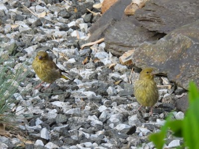 DSCN1900.JPG (997.27 KiB) Viewed 929 times DSCN1900.JPG