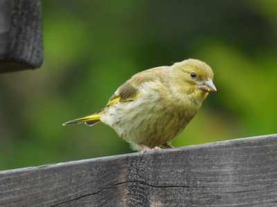 DSCN1866.JPG (2.05 MiB) Viewed 1102 times DSCN1866.JPG