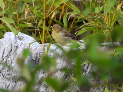 DSCN1899.JPG (2.09 MiB) Viewed 1105 times DSCN1899.JPG