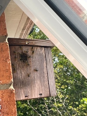 Bird Box01.JPEG