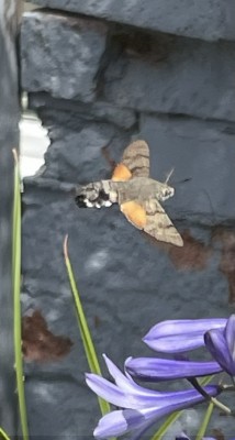 HB Hawk Moth.jpg