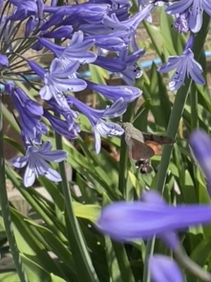 HB Hawk Moth2.jpg