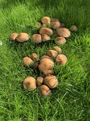 Lawn Fungi.JPEG