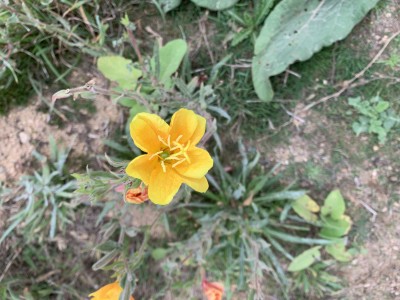 IMG_5457.jpeg